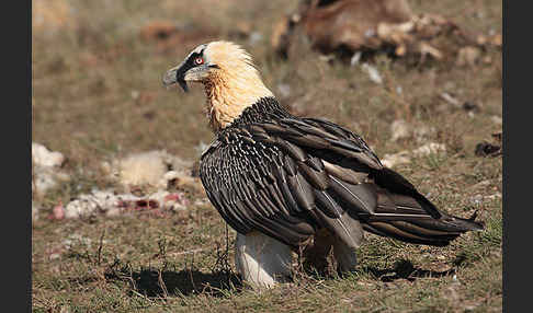 Bartgeier (Gypaetus barbatus)