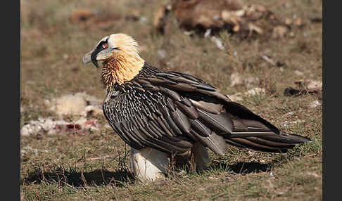 Bartgeier (Gypaetus barbatus)