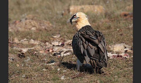 Bartgeier (Gypaetus barbatus)