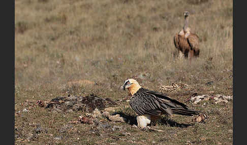 Bartgeier (Gypaetus barbatus)