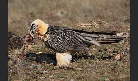 Bartgeier (Gypaetus barbatus)