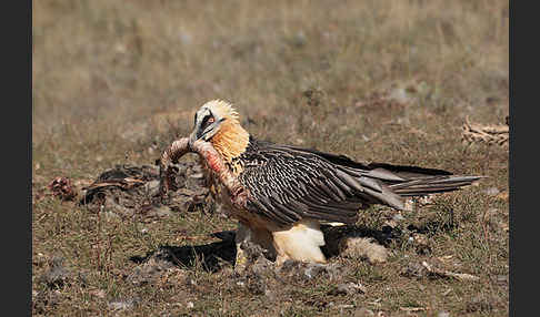 Bartgeier (Gypaetus barbatus)