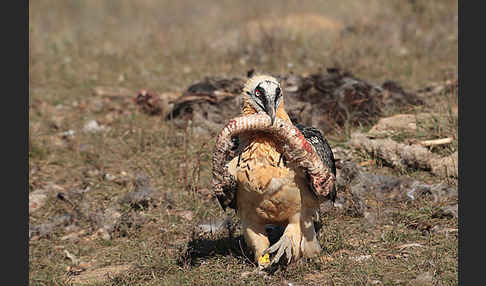 Bartgeier (Gypaetus barbatus)