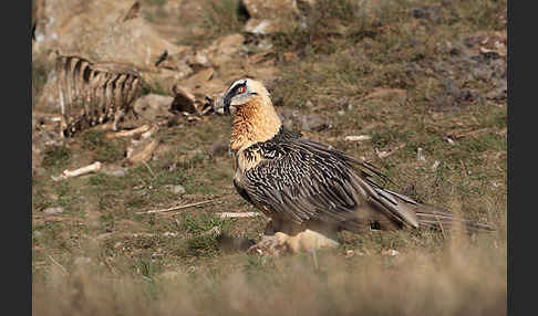 Bartgeier (Gypaetus barbatus)