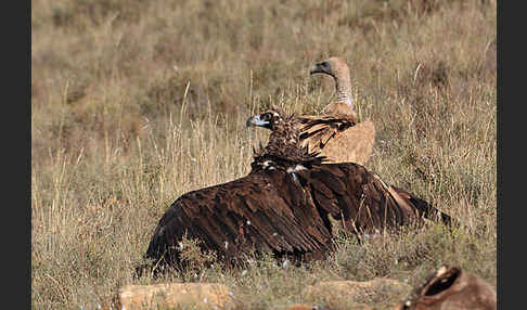 Mönchsgeier (Aegypius monachus)