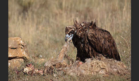 Mönchsgeier (Aegypius monachus)