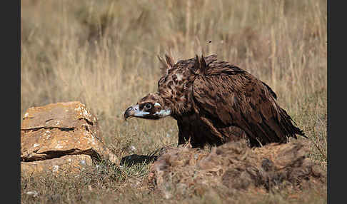 Mönchsgeier (Aegypius monachus)