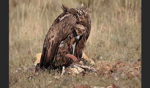 Mönchsgeier (Aegypius monachus)