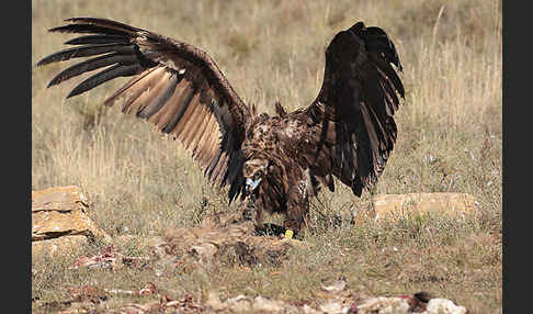 Mönchsgeier (Aegypius monachus)