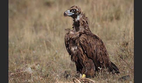 Mönchsgeier (Aegypius monachus)