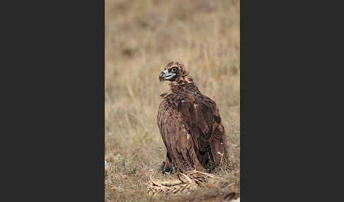 Mönchsgeier (Aegypius monachus)