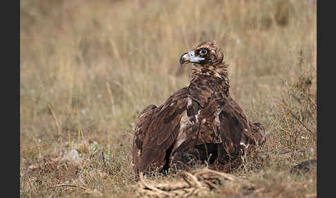 Mönchsgeier (Aegypius monachus)