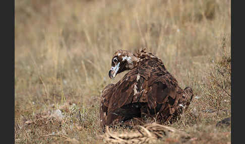 Mönchsgeier (Aegypius monachus)