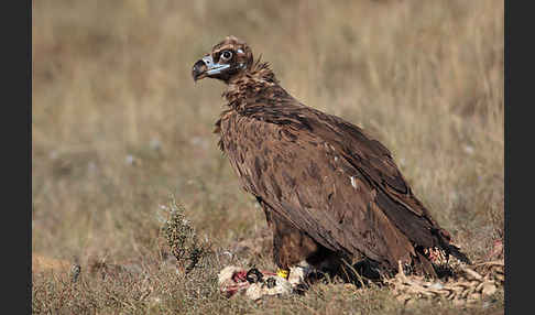 Mönchsgeier (Aegypius monachus)