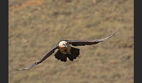 Bartgeier (Gypaetus barbatus)