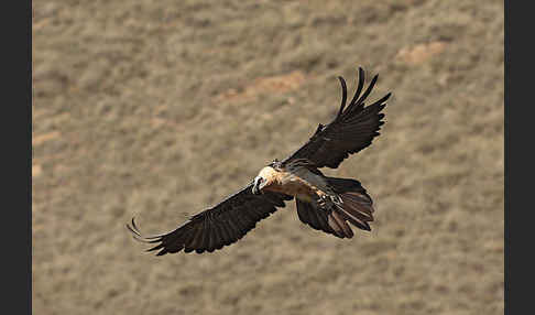 Bartgeier (Gypaetus barbatus)