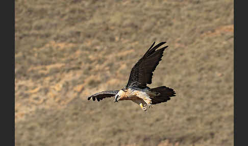 Bartgeier (Gypaetus barbatus)