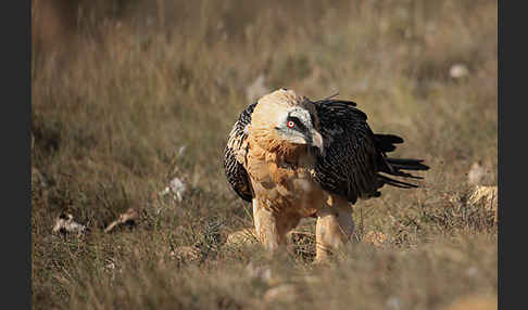 Bartgeier (Gypaetus barbatus)