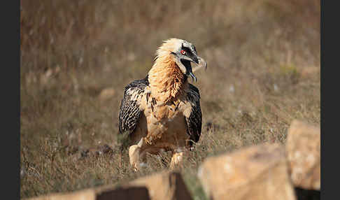 Bartgeier (Gypaetus barbatus)