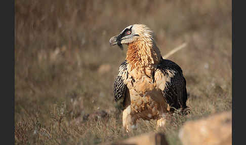 Bartgeier (Gypaetus barbatus)