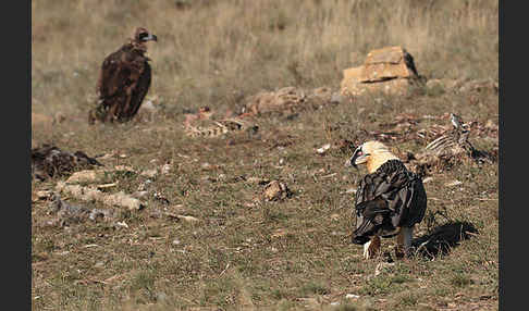 Bartgeier (Gypaetus barbatus)