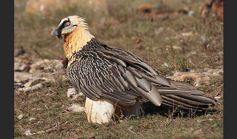 Bartgeier (Gypaetus barbatus)