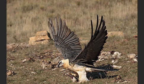 Bartgeier (Gypaetus barbatus)