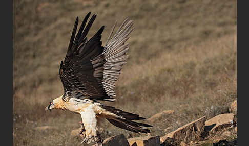 Bartgeier (Gypaetus barbatus)