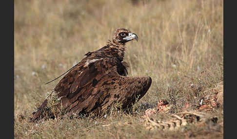 Mönchsgeier (Aegypius monachus)