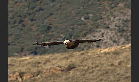 Bartgeier (Gypaetus barbatus)