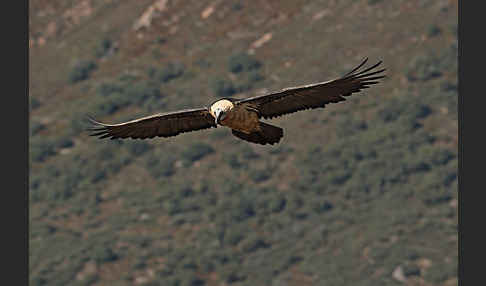 Bartgeier (Gypaetus barbatus)