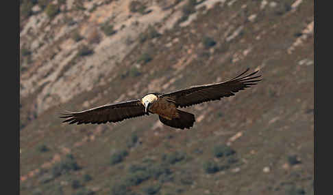 Bartgeier (Gypaetus barbatus)