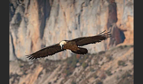 Bartgeier (Gypaetus barbatus)