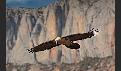 Bartgeier (Gypaetus barbatus)