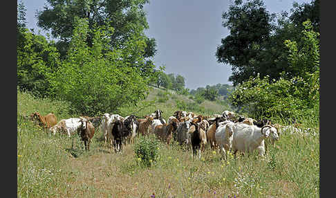 Hausziege (Capra aegagrus hircus)