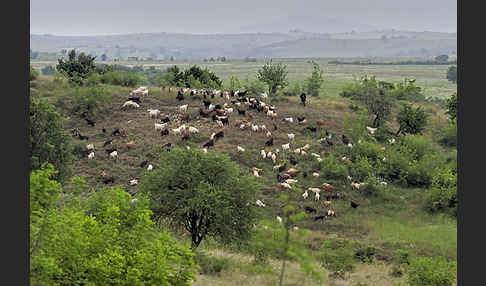 Hausziege (Capra aegagrus hircus)