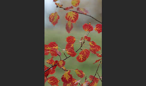 Zitter-Pappel (Populus tremula)