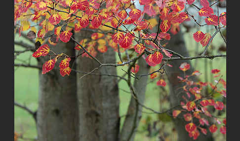 Zitter-Pappel (Populus tremula)