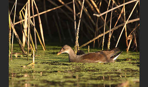 Teichralle (Gallinula chloropus)