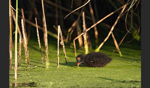 Teichralle (Gallinula chloropus)