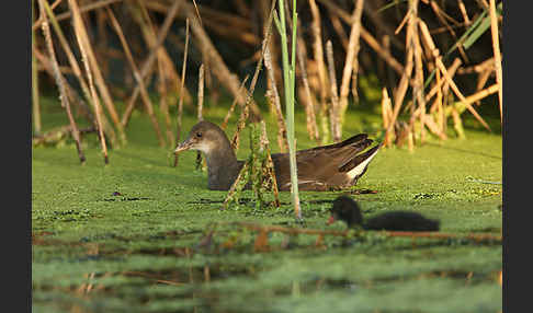 Teichralle (Gallinula chloropus)