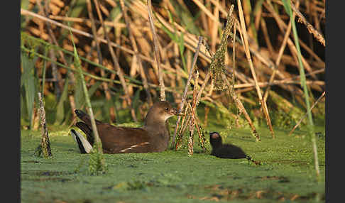 Teichralle (Gallinula chloropus)