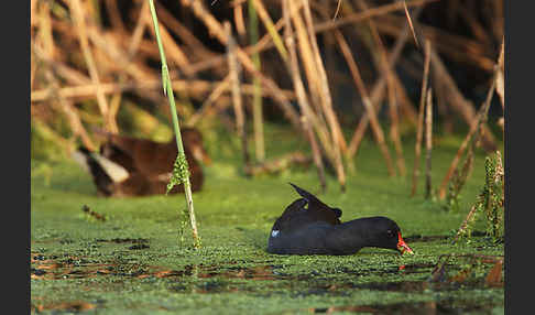 Teichralle (Gallinula chloropus)