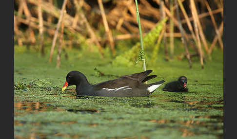 Teichralle (Gallinula chloropus)