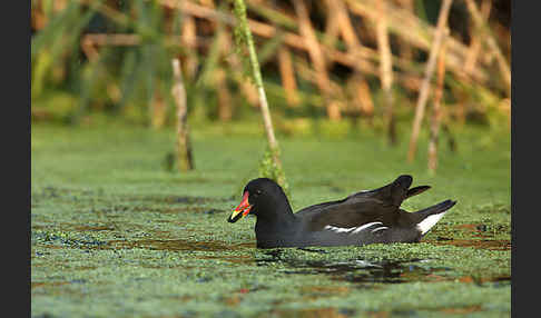 Teichralle (Gallinula chloropus)