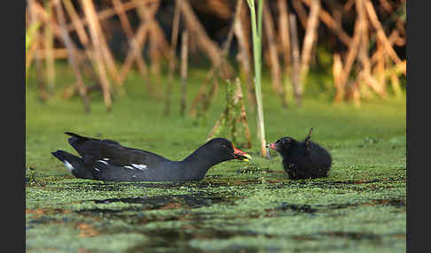 Teichralle (Gallinula chloropus)