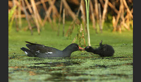 Teichralle (Gallinula chloropus)