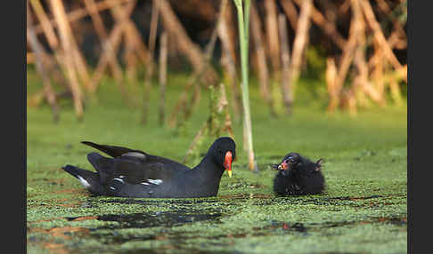 Teichralle (Gallinula chloropus)