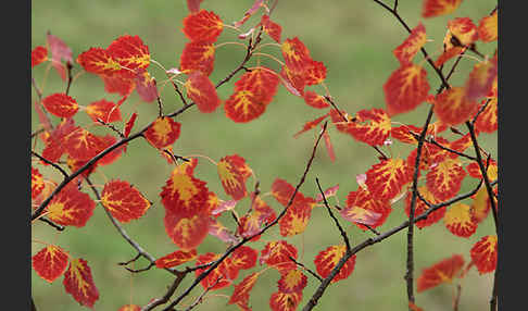 Zitter-Pappel (Populus tremula)