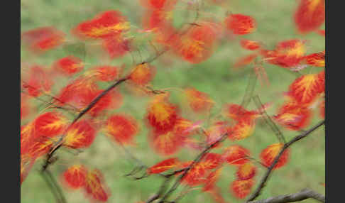 Zitter-Pappel (Populus tremula)